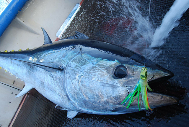 ANGLER: Michael Muscat  SPECIES: Southern Bluefin Tuna  WEIGHT: 90kg LURE: JB Little Dingo.